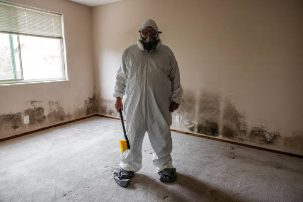 Best Post-Flood Mold Remediation in Mack, OH