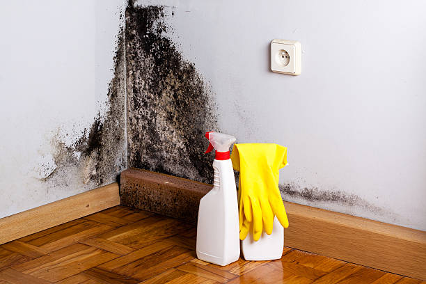 Best Emergency Mold Remediation in Mack, OH