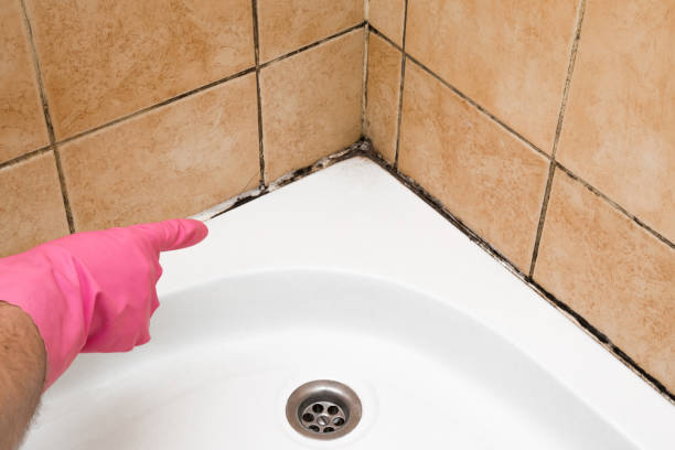 Best Bathroom Mold Remediation in Mack, OH